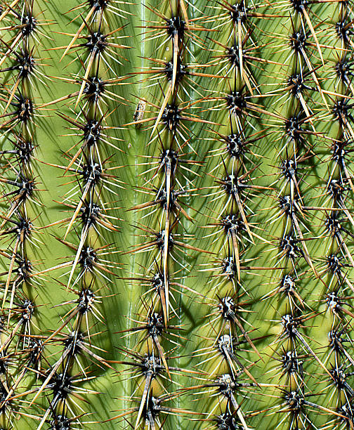 Cactus pattern stock photo