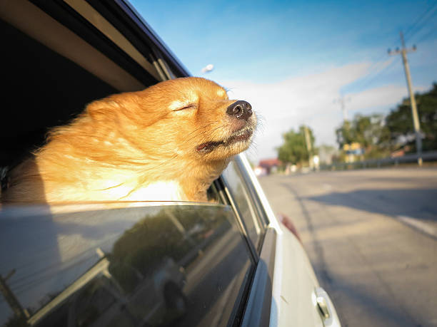 Dog enjoying blowing wind from a car window
