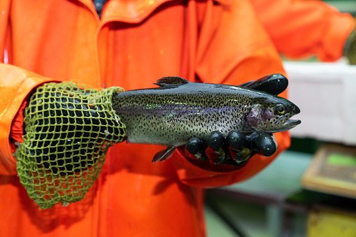 Trout in the hands of a fisherman. Trout farming.
