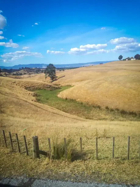 View to landscape,  pine Forest and hills in Hobbiton, New Zealand