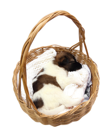 little puppy dog sleeping in basket on white background