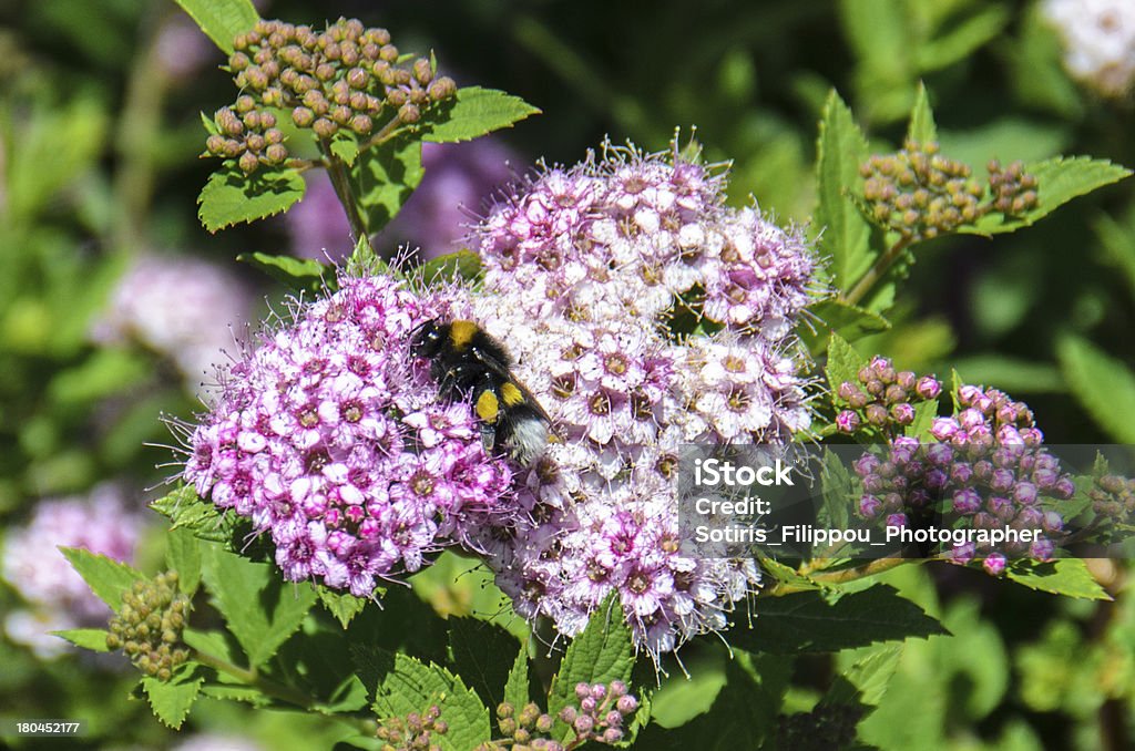 Beezzzz - Foto de stock de Abelha royalty-free