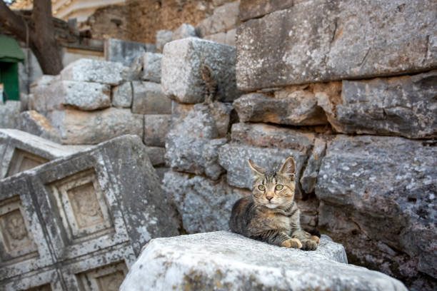 istock Ephesus ancient city and stray cat, Izmir / Turkey 1804525190