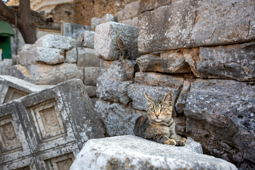 Ephesus ancient city and stray cat, Izmir / Turkey