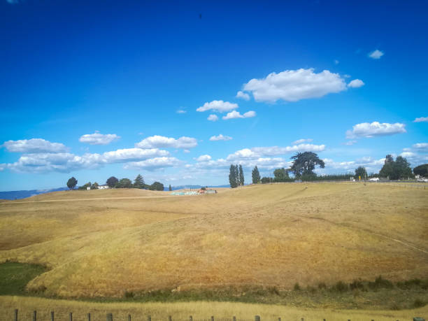 View to landscape,  pine Forest and hills in Hobbiton