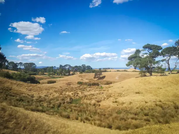 View to landscape,  pine Forest and hills in Hobbiton, New Zealand