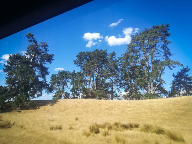 View to landscape,  pine Forest and hills in Hobbiton