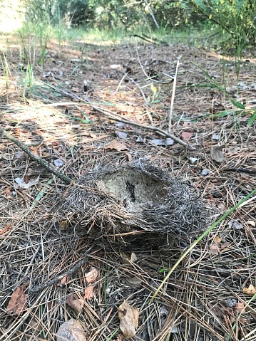 Nest on the ground in pine forest closeup
