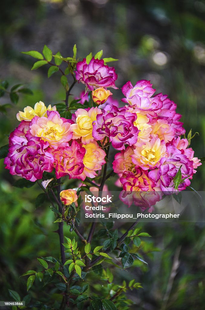 Flores cor-de-rosa - Foto de stock de Aberto royalty-free
