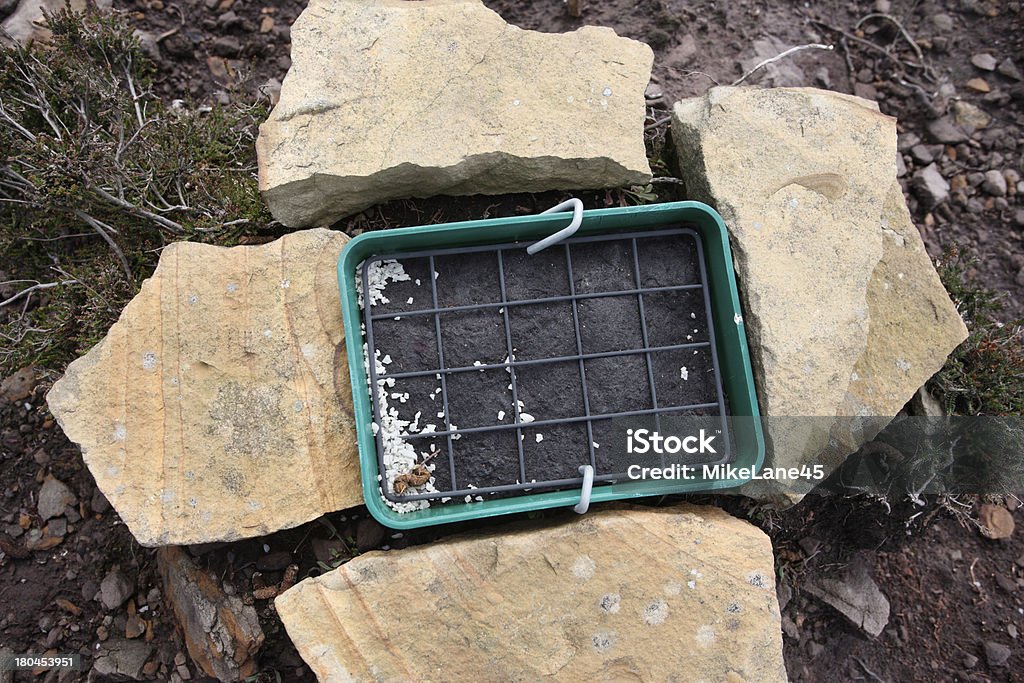 Lagópodo escocés, Lagopus scoticus - Foto de stock de Altiplanicie libre de derechos