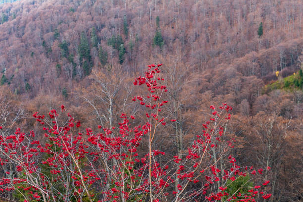 istock Mountain ash in the mountains 1804542234