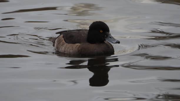 istock Female tufted duck with reflections and droplets 1804542239