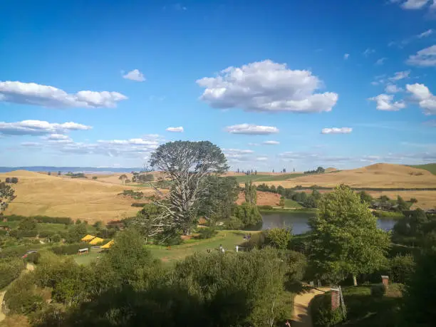 View to landscape,  pine Forest and hills in Hobbiton, New Zealand