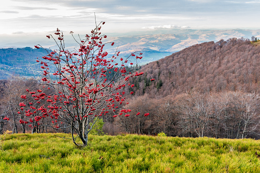 a red rowan bush on a mountain glade, autumn in the Carpathians