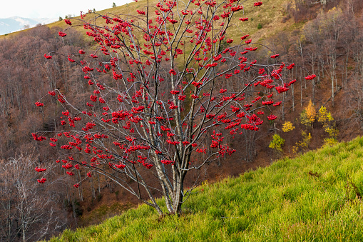 Red leaves of a Populus tremula, common aspen in autumn.