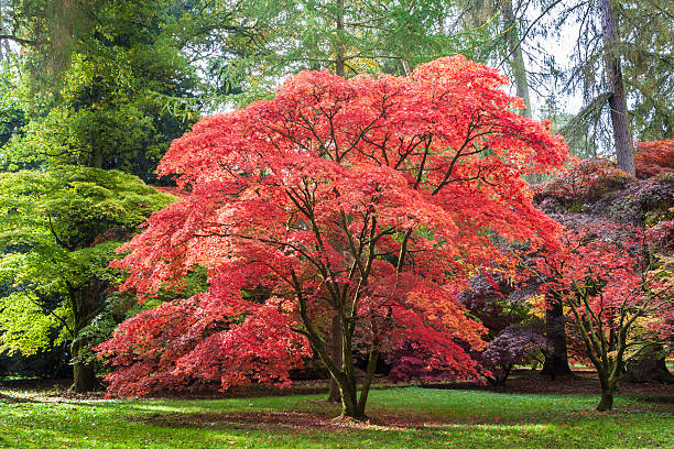 Japanese Maple at Westonbirt Arboretum stock photo