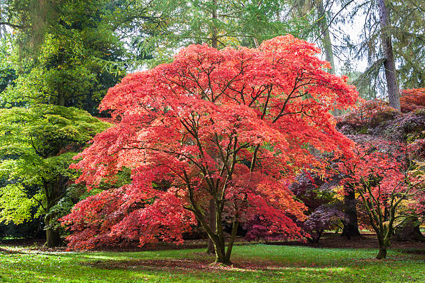 клён дланевидный на westonbirt arboretum - japanese maple leaf tree green стоковые фото и изображения