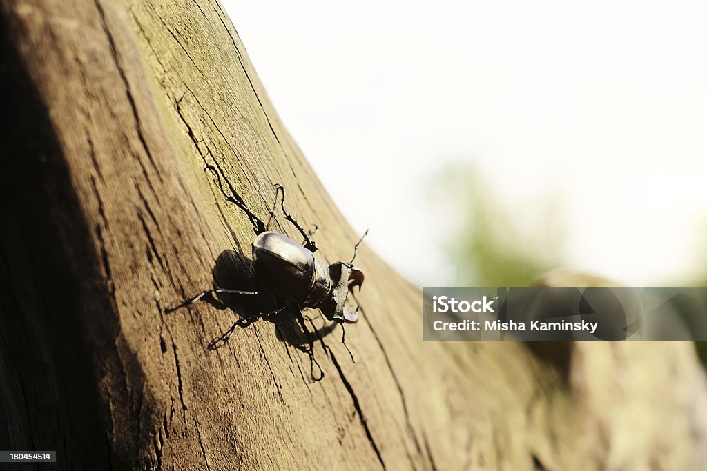 Albero nella foresta Coleottero - Foto stock royalty-free di Agosto