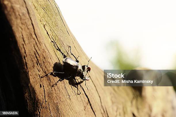 Escaravelho Da Árvore Floresta - Fotografias de stock e mais imagens de Abril - Abril, Acidente Natural, Agosto