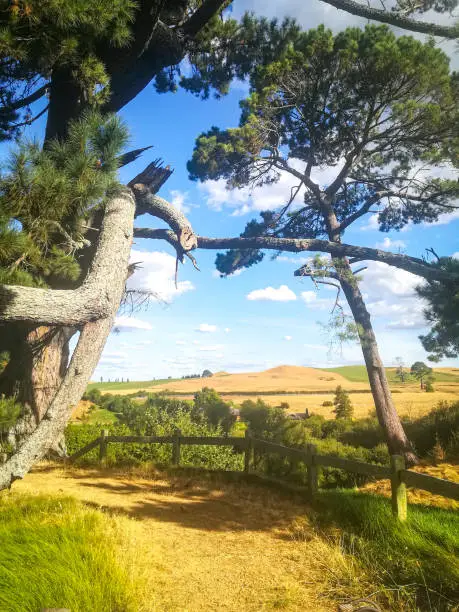 View to landscape,  pine Forest and hills in Hobbiton, New Zealand