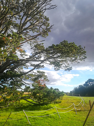 View to landscape,  pine Forest and hills in Hobbiton, New Zealand