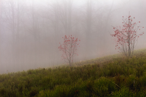 late autumn in a beech forest, Ukrainian Carpathians, foggy morning