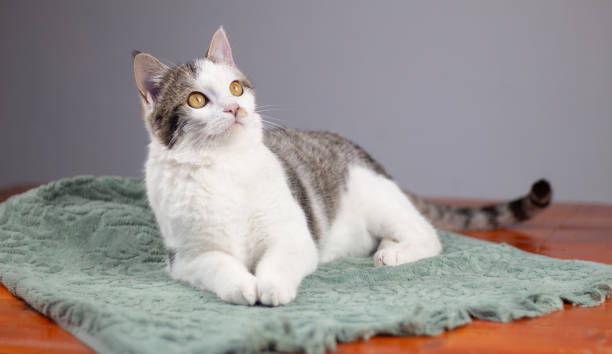 istock A beautiful pet kitten on a gray background 1804547771