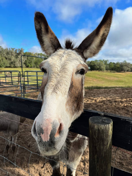 istock Donkey at fence 1804547776