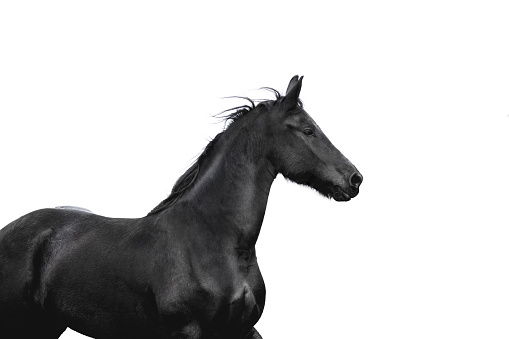 Black friesian horse portrait on white background