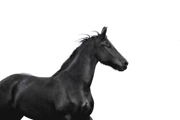 портрет фризской кобылы - horse black stallion friesian horse стоковые фото и изображения