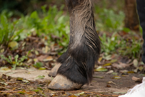 Detail of a muddy horse leg and hoof