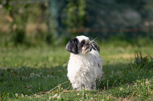 Black and white shi-tzu dog standing in grass