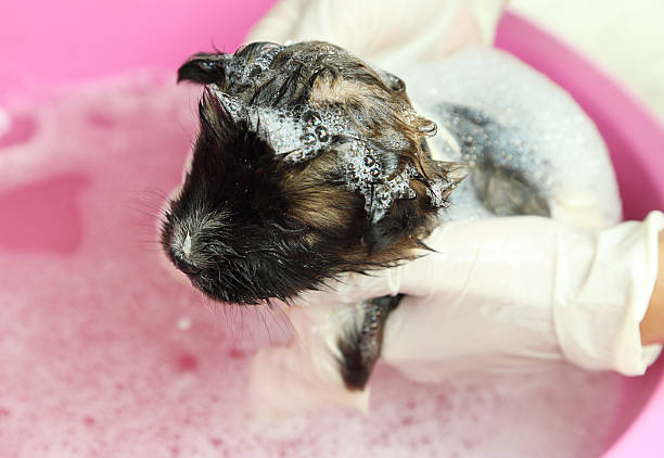 istock puppy dog in bath tub 180455523
