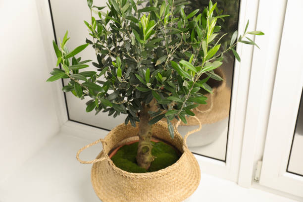 istock Pot with olive tree on window sill indoors, above view. Interior element 1804557002