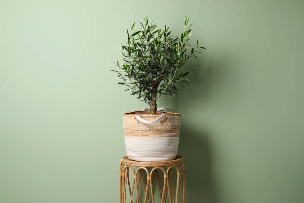 istock Olive tree in pot near light green wall. Interior element 1804557020