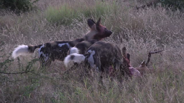Pack of wild dogs visciously tear apart impala dear that has fallen in grassland