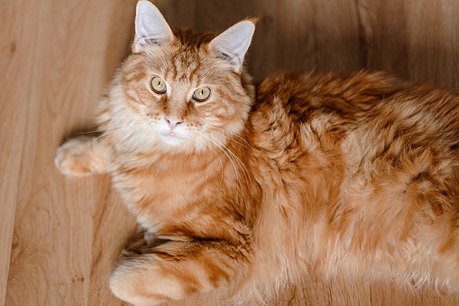 Red fluffy cat lying on a wooden floor.
