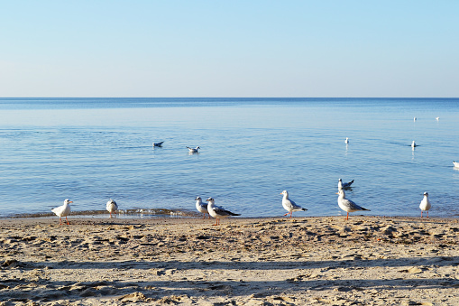 Zelenogradsk, Kaliningrad region, breakwater in the Baltic Sea, a flock of white gulls on the shore