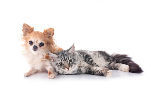 istock maine coon kitten and chihuahua 1804563718