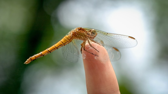 Closeup of dragonfly sitting on female finger. Harmony in nature.