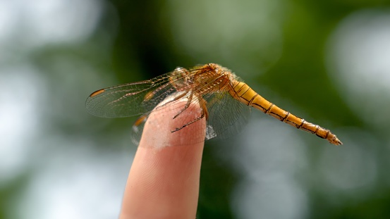 Macro shot of dragonfly with transparent wings sitting on a female finger. Harmony between people and nature.