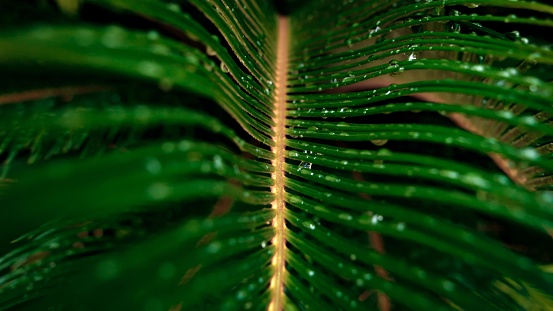 Macro shot of steam and palm tree leaves with dew and rain water droplets.