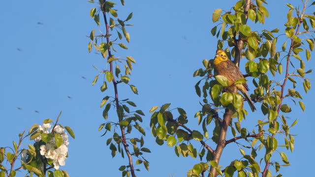 Yellowhammer (Emberiza citrinella) - singing bird