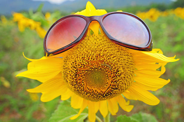 Sunflower wearing Sunglasses stock photo