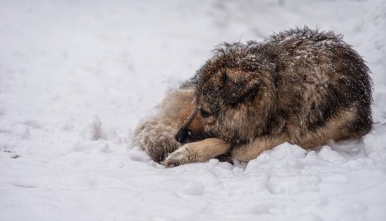 A sad homeless dog lies under a snowfall. Selective focus.