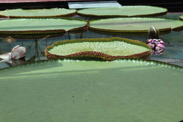 lilia wodna victoria unosząca się na powierzchni stawu - victoria water lily zdjęcia i obrazy z banku zdjęć