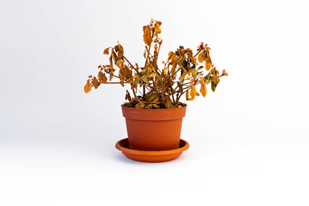 Houseplant withered from insufficient watering isolated on white background.