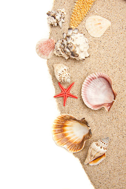 istock Set of Seashells 180457820