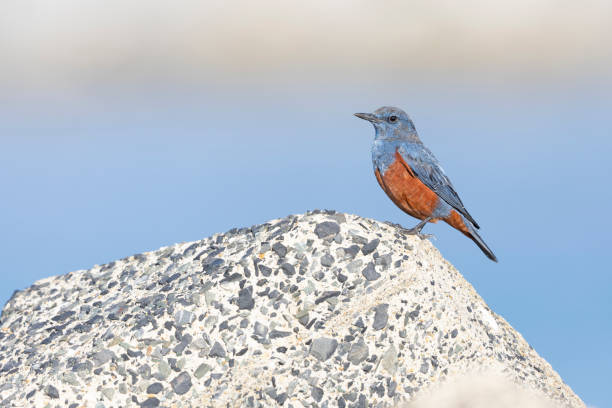 A colorful passerine bird relaxing on a rock with with the sea in the background