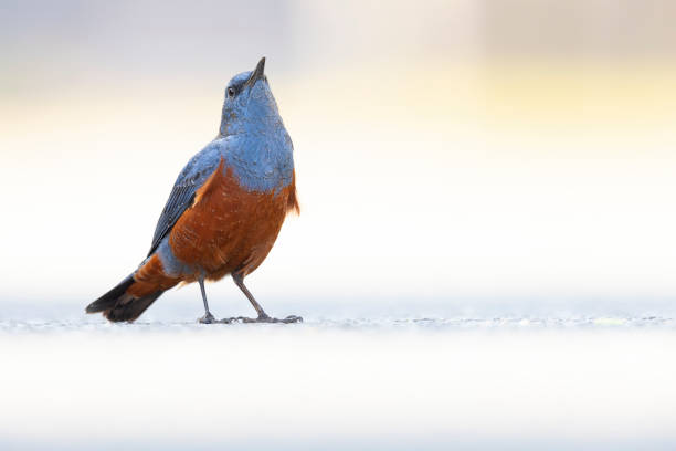 A colorful passerine bird low on the ground with a light foreground and background.